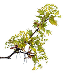 Image showing Maple branch with leaves and blossom