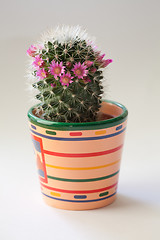 Image showing Cactus with flowers