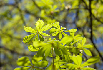 Image showing Fresh spring leaves