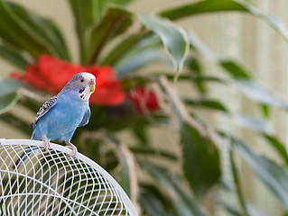 Image showing Blue budgie