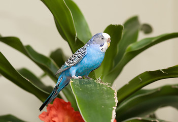 Image showing Blue budgie on leaf