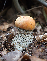 Image showing Leccinum