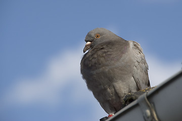 Image showing pigeon