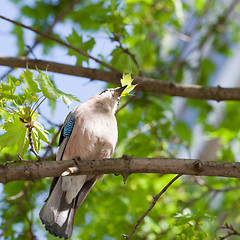 Image showing Jay bird