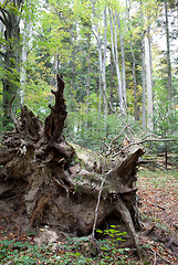 Image showing Roots of a dead tree trunk