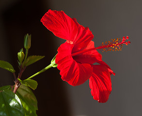 Image showing Red hibiscus flower