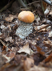 Image showing Leccinum