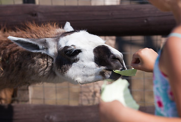 Image showing Llama, feeding time