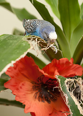 Image showing Blue budgie eats leaf