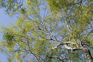Image showing Birch tree with fresh Spring leaves