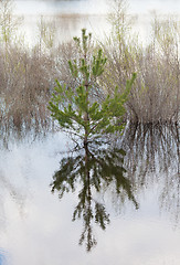 Image showing Pine tree flooded
