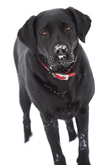 Image showing Black labrador dog isolated