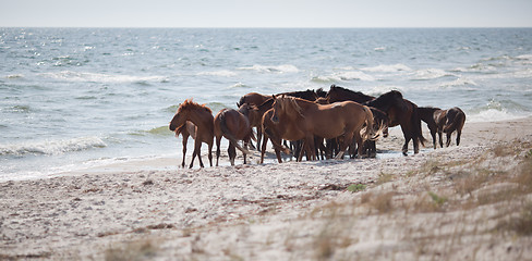 Image showing Wild horses on the beach