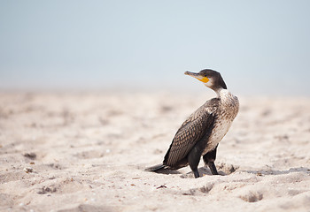 Image showing Cormorant