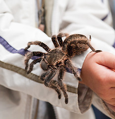 Image showing Big hairy tarantula