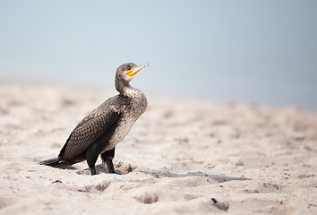 Image showing Cormorant