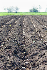 Image showing Spring planting