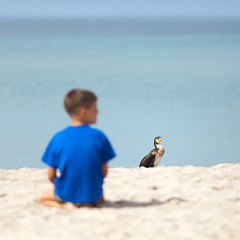 Image showing Cormorant at the beach