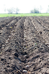 Image showing Spring planting