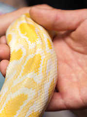 Image showing Close up of albino python