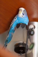 Image showing Budgie on lamp