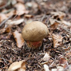 Image showing Forest mushroom