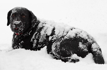 Image showing Black labrador dog snow covered