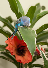 Image showing Blue budgie eats leaf