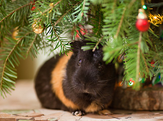 Image showing Guinea-pig at Christmas tree