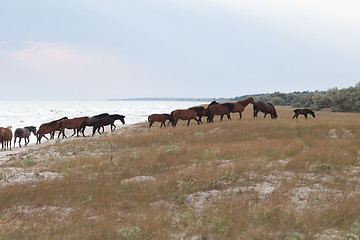 Image showing Herd of Horses
