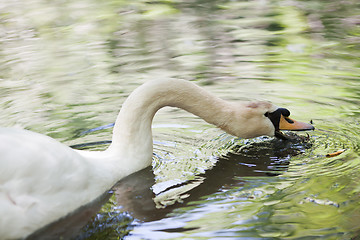 Image showing Big mute swan searching for food in water