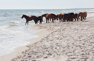 Image showing Wild horses on the beach