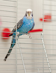 Image showing Blue budgie