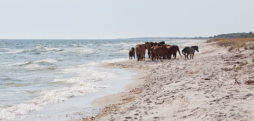 Image showing Herd of wild horses