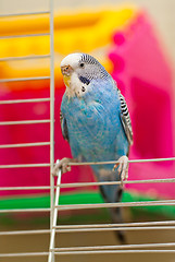 Image showing Blue budgie