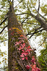 Image showing Autumnal red ivy leaves