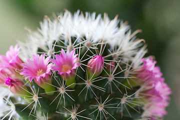 Image showing Cactus flowers