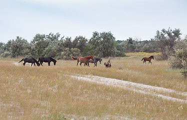 Image showing Wild horses