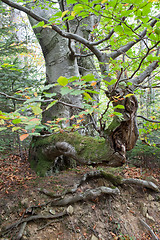 Image showing Gnarled beech tree