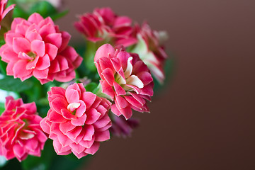 Image showing Pink flowers