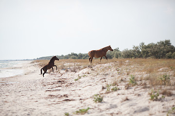 Image showing Wild horses on the beach