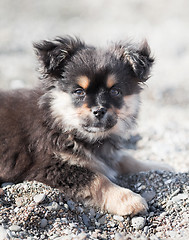 Image showing Pretty puppy on the beach