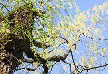 Image showing Willow with fresh spring leaves
