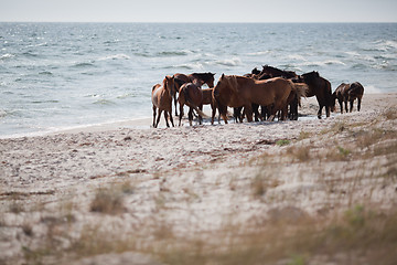 Image showing Wild horses on the beach