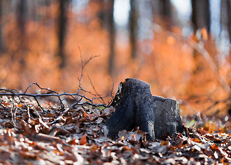 Image showing Tree stump