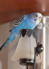 Image showing Budgie on lamp