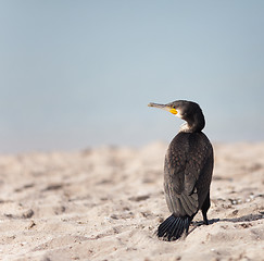 Image showing Cormorant