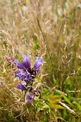 Image showing Giant bellflower on meadow