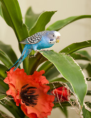 Image showing Blue budgie eats leaf