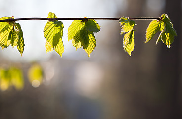 Image showing Fresh spring leaves